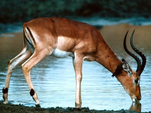 Un impala bebiendo agua