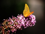 Una bella mariposa amarilla sobre una rama con flores rosas
