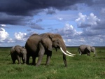 Elefantes africanos caminando sobre la hierba