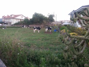 Vacas lecheras en un prado junto a unas casas