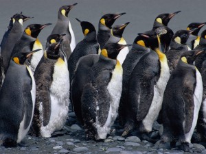 Colonia de pingüinos emperador