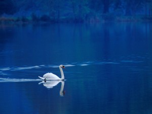 Un solitario cisne en las aguas azules del lago