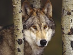Un lobo observando entre los troncos