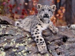 Un joven leopardo de las nieves