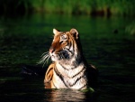 Un tigre dándose un baño
