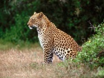 Un hermoso leopardo