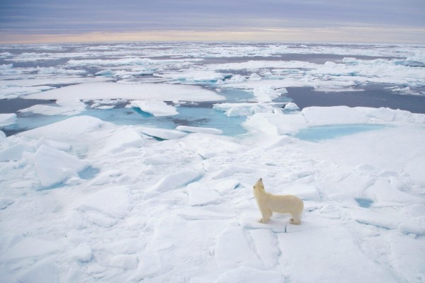 Vista de un oso polar sobre el hielo