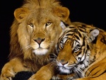 Un león junto a un tigre