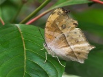 Mariposa sobre una gran hoja verde