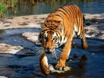 Un tigre caminando por el agua