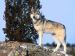 Un lobo subido a una roca