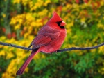 Un cardenal rojo macho sobre una rama