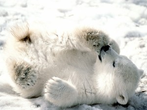 Postal: Un pequeño oso polar jugando en el hielo