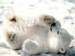 Un pequeño oso polar jugando en el hielo