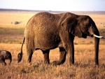 Un pequeño elefante detrás de su madre