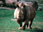 Un gran rinoceronte caminando en la hierba