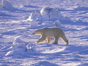 Un oso polar caminando sobre el hielo