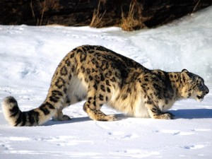 Un leopardo de las nieves al acecho