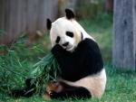 Oso panda comiendo hojas