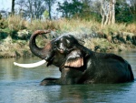 Un elefante indio refrescándose en el agua