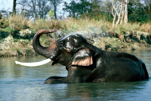Un elefante indio refrescándose en el agua
