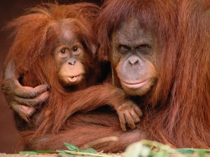 Postal: Orangutana protegiendo a su pequeño