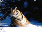 Un gran tigre siberiano