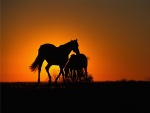 Dos caballos tapando el sol al atardecer