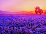 Un gran campo de flores iluminado al amanecer