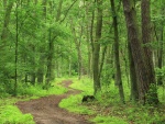 Camino en el bosque con grandes árboles a su alrededor