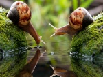Dos caracoles tomando agua