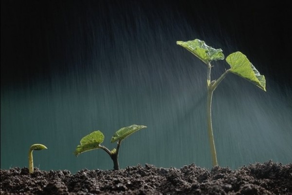 Plantitas bajo un intensa lluvia