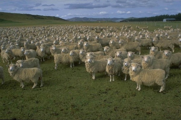 Un gran rebaño de ovejas