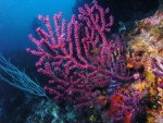 Vistosos corales en las profundidades del mar