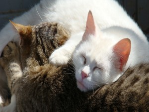 Un gato pardo y un gato blanco durmiendo juntos
