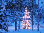 Un abeto cubierto de nieve e iluminado por Navidad
