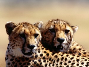 Dos guepardos enseñando los colmillos