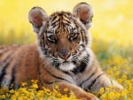 Un pequeño tigre sobre las flores amarillas