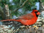 Un cardenal rojo