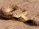 Serpiente de cascabel en la arena