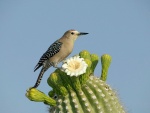 Pájaro sobre un cactus