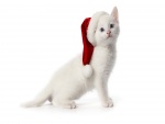 Gatito blanco con el gorro rojo de Papá Noel