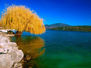 Un árbol con hojas amarillentas junto al lago
