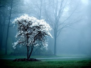 Niebla próxima al árbol de flores blancas