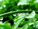 Planta con gotas de lluvia