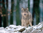 Un lobo sobre unas piedras con nieve