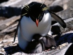 Pingüino de penacho amarillo con sus polluelos