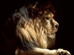Un gran león en la sombra