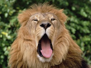 Un león con sueño