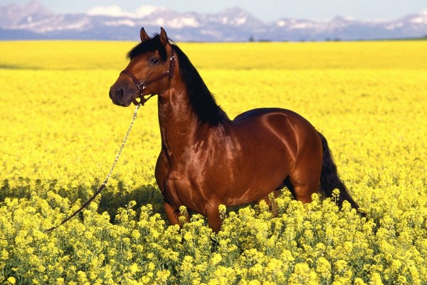 Un caballo marrón entre flores amarillas